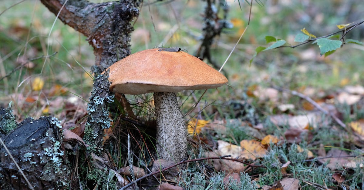 découvrez tout sur le lubrifiant comestible : utilisations, avantages et conseils pour une expérience intime plus agréable et gourmande en toute sécurité.
