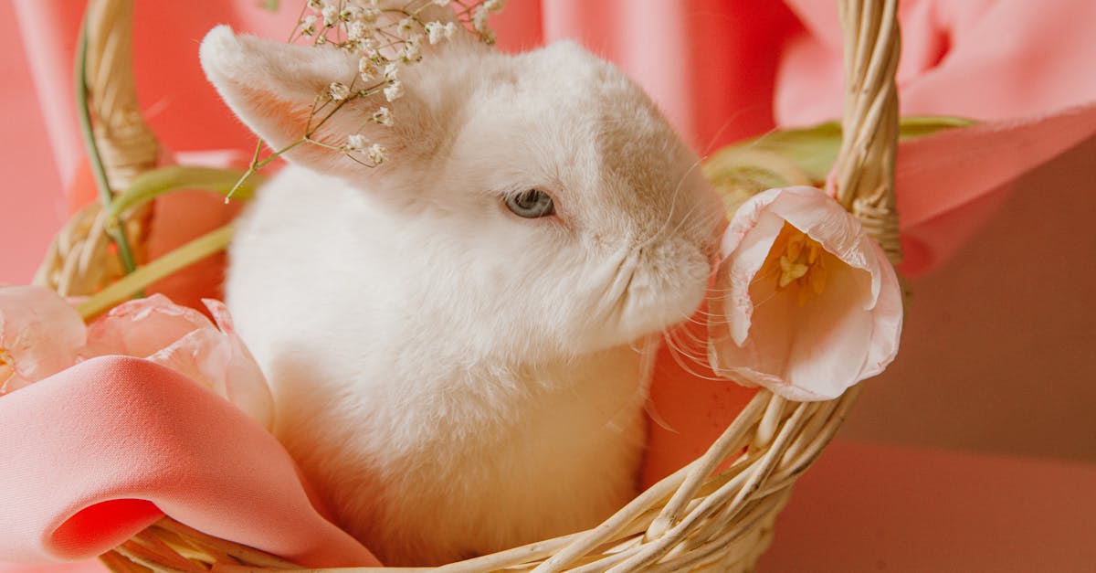 découvrez le rabbit vibrator, un sextoy innovant qui allie stimulation clitoridienne et vaginale pour des sensations intenses. parfait pour explorer de nouveaux plaisirs en toute discrétion.